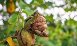 核桃皮发酵最简单的方法 核桃皮如何发酵养花