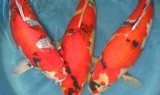 昭和锦鲤没有绯还能出吗 昭和锦鲤怎么饲养出墨