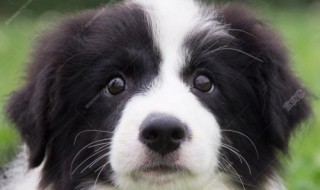 狗狗有些什么犬(什么样的狗)