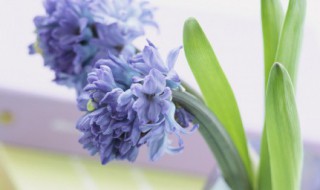 郁金香适合发朋友圈的句子 郁金香发朋友圈怎么说