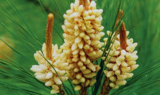 松花粉功效与作用(松花粉功效与作用的功效与作用及禁忌症)