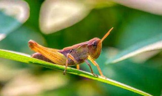 蝗虫天敌是什么 蝗虫的敌人