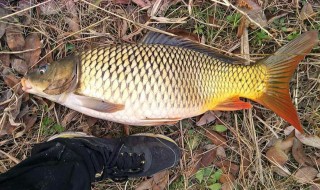 哪种方块料好钓鲤鱼（方块饵料钓鲤鱼怎么样）