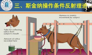 斯金纳提出来操作条件反射的原理 斯金纳提出来操作条件反射的原理强化的安排
