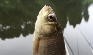 鱼上浮怎么办? 春季晴天鱼上浮怎么办