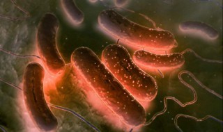 核糖体是遗传物质的载体吗(核糖体是不是遗传物质的载体)