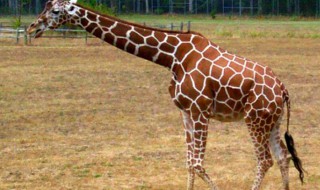 长颈鹿的进化过程（长颈鹿的进化过程顺序）