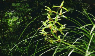 春季怎么形容兰草（怎么比喻兰草）