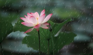 周敦颐爱莲说全文 周敦颐爱莲说全文繁体