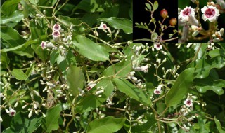 鸡屎藤水泡脚的用处(鸡屎藤泡水洗澡)