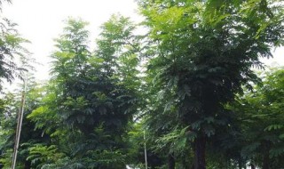 双翼豆生态习性(双翼豆树图片)