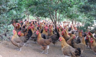 麻鸡养殖利润（麻鸡养殖技术）