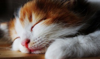 猫咪晚上可以关在笼子里吗（猫咪晚上能不能关笼子）