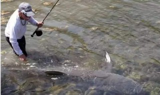 越南钓鱼瞄勾怎样做的（）