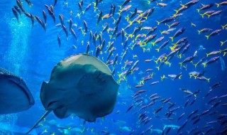 水生野生动物有哪些 水生类动物有哪些