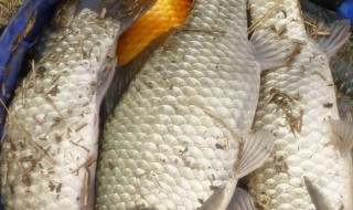 抛竿浮钓鲢鳙用几号大力马线好 浮钓鲢鳙子线用大力马好不好