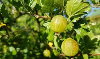 教你如何种植灯笼果（教你如何种植灯笼果的方法）