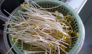 炒芽菜如何清洗(清炒芽菜窍门)