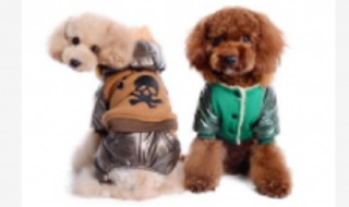 宠物服装怎么洗（宠物服装怎么洗最好）