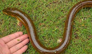 黄鳝在塘边石头缝怎么钓 黄鳝在塘边石头缝怎么钓的