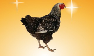 鸡的智商相当于人几岁 芦丁鸡的智商相当于人几岁