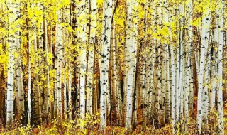 白桦树的树皮为什么是白色的(白桦树的树皮是什么颜色的)