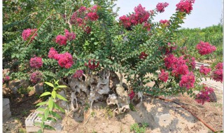 紫薇为什么怕痒被称为痒痒树（紫薇为什么叫怕痒树）