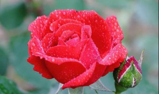 月季最简单的扦插方法（月季最简单的扦插方法,一学就会,怎么插怎么活）