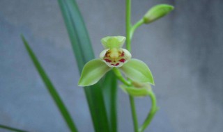 兰花黑斑病防治方法 兰花黑斑病防治方法视频