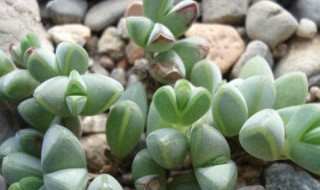 碧玉莲怎么繁殖 多肉植物碧玉莲怎样繁殖