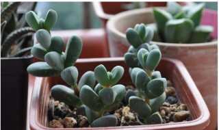 鹿角海棠的养殖方法 鹿角海棠的养殖方法鹿角海棠的养护知识