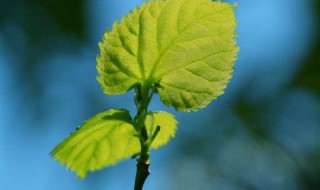 二十四个节气是怎样定出来的(二十四节气是哪二十四个节气)