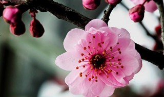 花草树木怎么过冬（花草树木怎么过冬手抄报内容）