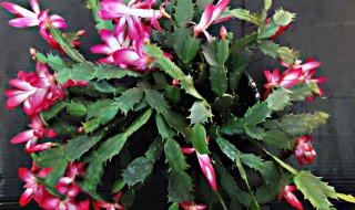 蟹爪兰现蕾后如何养护 蟹爪兰现蕾后如何养护浇水