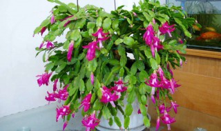 如何摘种蟹爪兰（如何摘种蟹爪兰花）