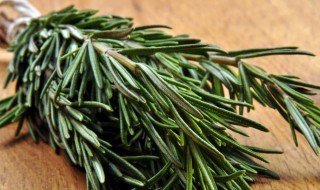 在家如何养迷迭香(家里迷迭香怎么养)