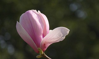 紫玉兰为什么又叫辛夷(紫玉兰为什么又叫辛夷兰)