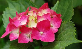 花朵为什么会变色（花朵为什么会变色原理）