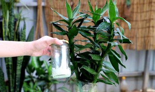 富贵竹如何养才好（富贵竹如何养才好养活）