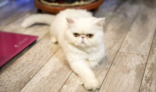 猫能压多扁（小猫压小猫会压死吗?）