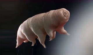 水熊虫头砍掉会死吗 水熊虫真的不会死和杀不死吗