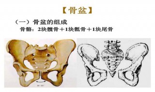 贯穿骨盆腔各平面中心点的假象曲线称为 了解一下