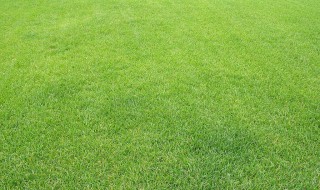 混播草籽是哪三种 混播草籽是什么意思