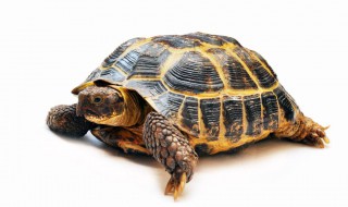 乌龟红霉素眼膏怎么涂(乌龟红霉素眼膏怎么涂视频)