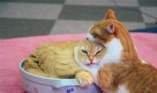 怎么让母猫接受公猫（如何让公猫接受母猫）