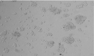 原代培养的特点（原代培养的特点不包括）