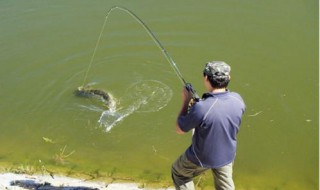 用葡萄杆钓鱼怎么做 用葡萄杆钓鱼怎么做好吃