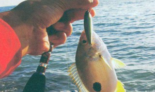 为什么初学路亚钓不到鱼 为什么初学路亚钓不到鱼竿