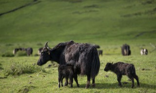 牛营养价值 山春牛营养价值