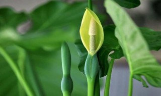 滴水观音的养殖方法 滴水观音的养殖方法和注意事项有哪些